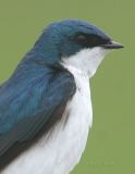 Tree Swallow_2.jpg