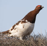 Willow Ptarmigan_4.jpg