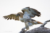 Red-tailed Hawk0159{J.jpg