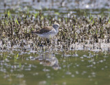 White-rumped Sandpiper-6.jpg