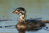 Youngster