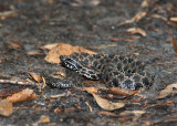 Pygmy Rattlesnake