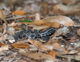 Coiled in the leaves