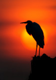 Sunrise Egret
