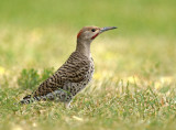 Northern Flicker