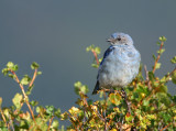 Mountain Bluebird