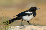 Black-billed Magpie