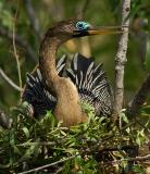 On the nest