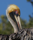 Preening