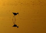 Foraging at dawn