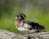 Wood Duck Perched.jpg