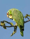 Parrot -Crimson-fronted