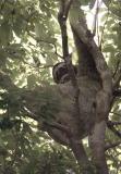 Three Toed Sloth