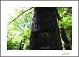 IMG_8078 strom v lese.jpg