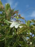 Passion flower