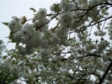 A cherry blossom ceiling