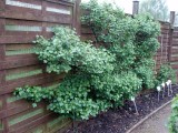 Gooseberries at Ryton Organics