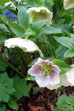 Hellebores