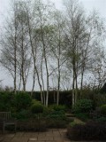 Birches brightening a grey day