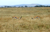  Thompsons gazelles fighting