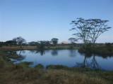  Early morning hippos