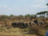 Elephants