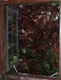 A Red leaves thru window
