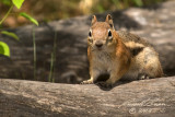 Chipmunk 5163 800.jpg