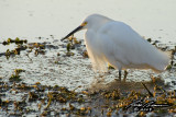 egret 7620.jpg