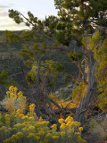 Navajo Canyon 3.jpg