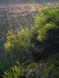 Rabbit Brush.jpg