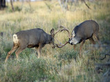 Mule Deer Bucks.jpg