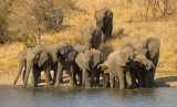 Elephants Coming To Drink