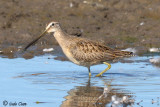 Long-billed Dowitcher