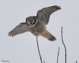 Northern Hawk Owl