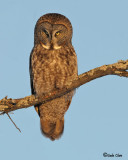 Great Gray Owl