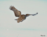 Great Gray Owl