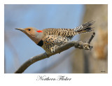 Northern Flicker