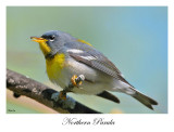 Northern Parula