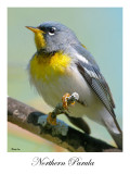 Northern Parula