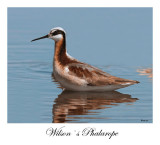 Wilson`s Phalarope