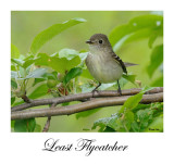 Least Flycatcher