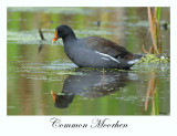 Common Moorhen