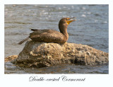 Double-crested Cormorant