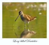 Long billed Dowitcher