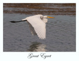 Great Egret