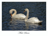 Mute Swan