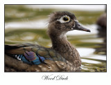 Wood Duck