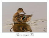 Green-winged Teal