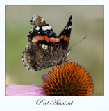 Red Admiral